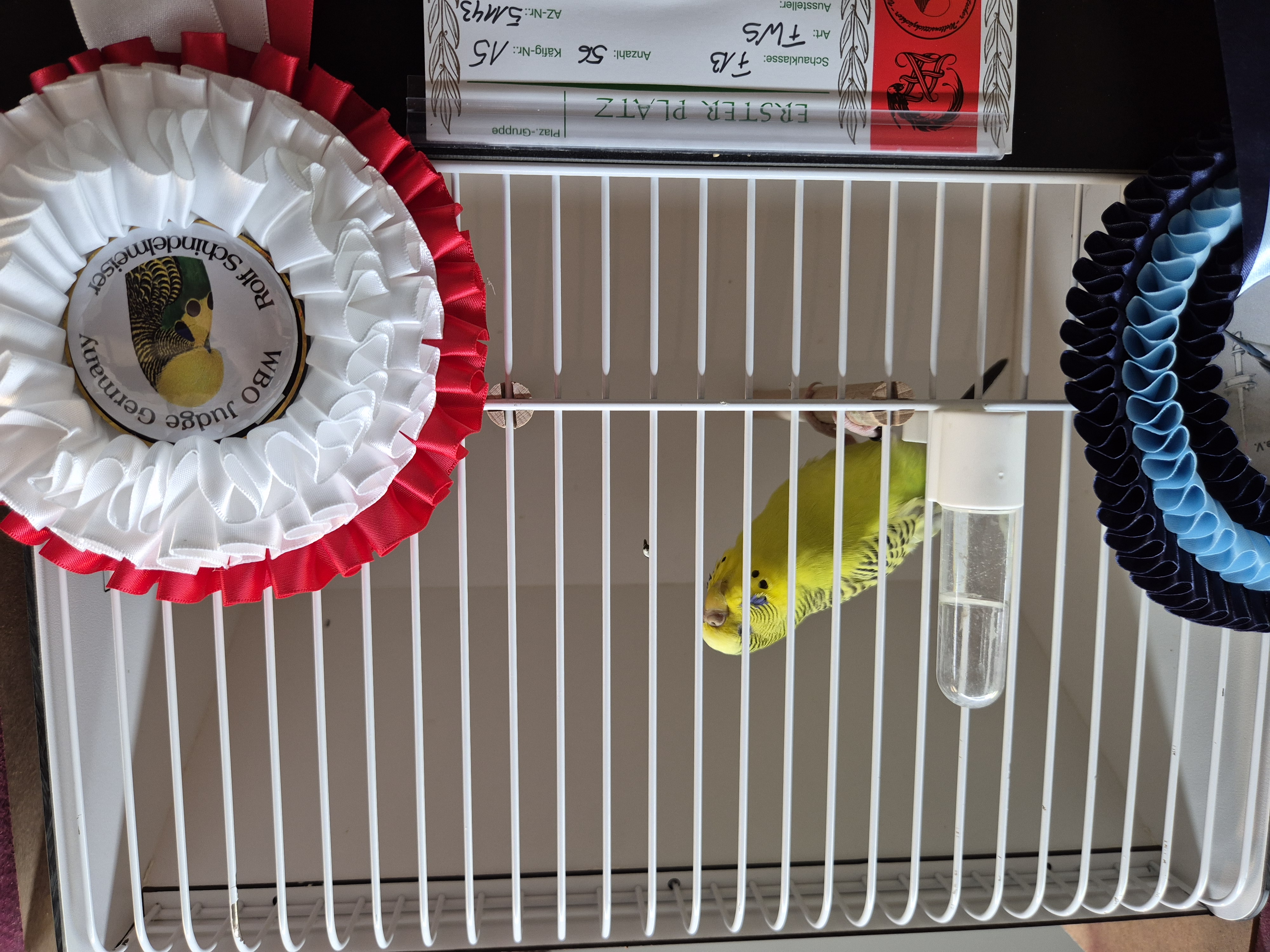 68e54a7eed02etcb Sieger.jpg